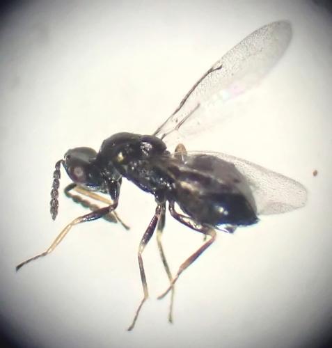 Tetrastichus sp.